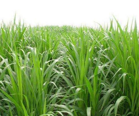 山地牧草种植的地带选择