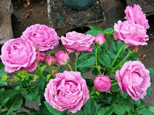 月季高产管理：施肥的艺术