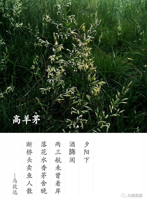 拍照识花， 趣味与知识的结合