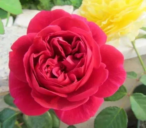 红得耀眼， 美得让人心醉