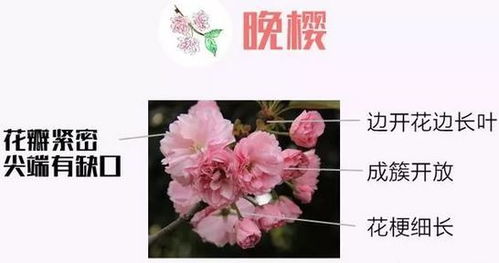 菊花几月开花？教你几招轻松辨别花期
