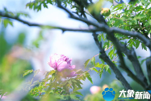 春意盎然摄影爱好者的盛宴