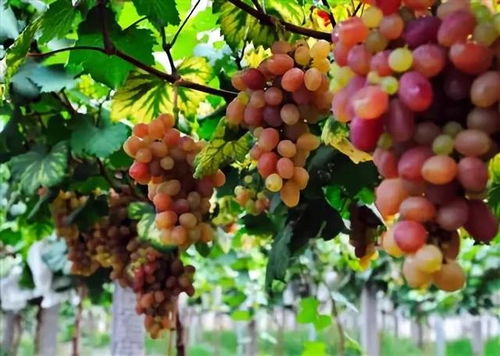 葡萄园里的洋大夫：氟环唑的神奇力量