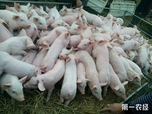 监利猪肉价格受哪些市场动态和影响因素影响，未来趋势如何？