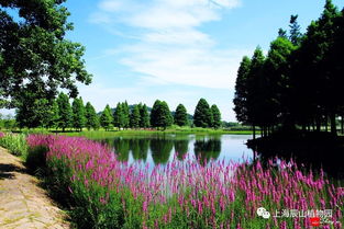 花卉们的夏日盛宴
