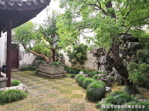 砍树需谨慎，院子里的树砍掉有何禁忌