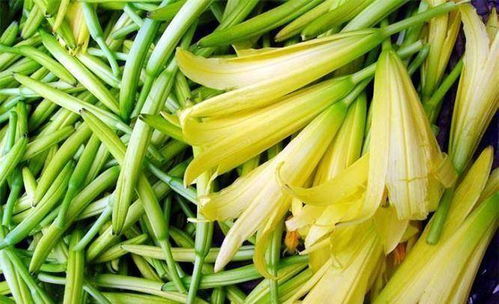 黄花菜品种多，生长阶段各异