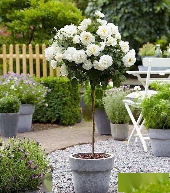 谁说小花园就不美丽？