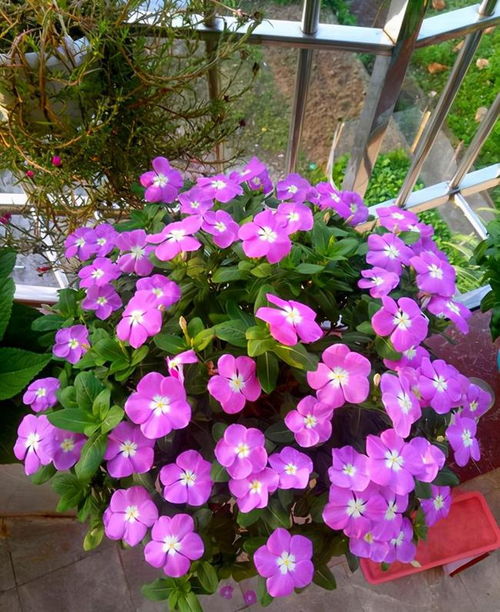 长春花养护难？试试这些简单技巧