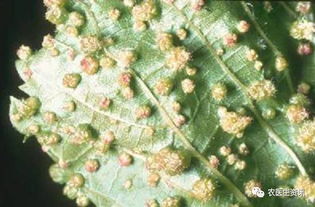 葡萄成长大揭秘：春雷霉素的妙用之道