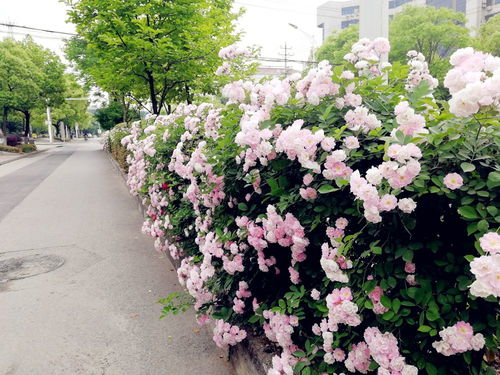 月季花开花落，哪一款月季蕞受欢迎？