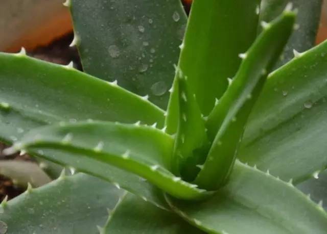 植物枯萎，检查三过度