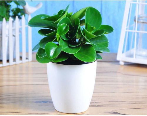 轻松养护的懒人植物：适合忙碌生活的盆栽精选