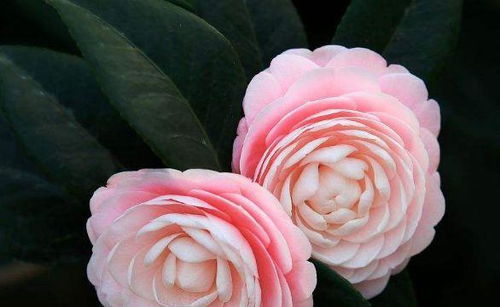 排查五步法，让叶片重生！