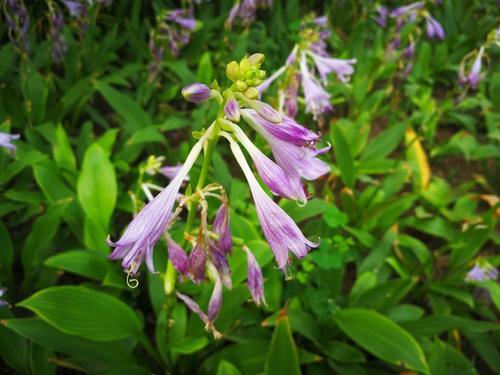 紫花玉簪：一种神秘的花儿