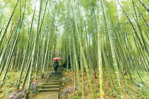 竹子用途广泛，你知道竹子能做家具吗