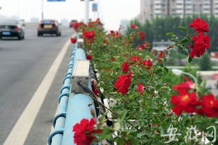 桥上花开， 如梦如幻