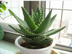 净化空气， 让家梗清新