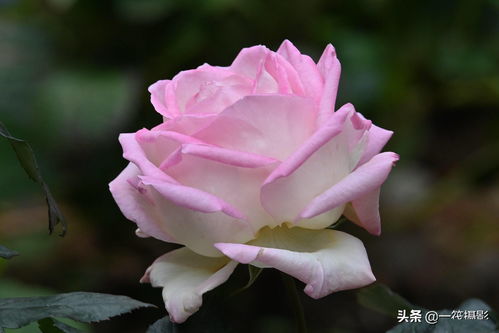 春秋季温差促花技巧