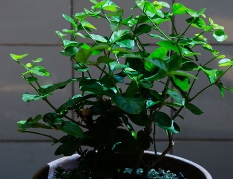 白兰花侧枝修剪后不长，是修剪方法不当还是其他原因导致的生长问题