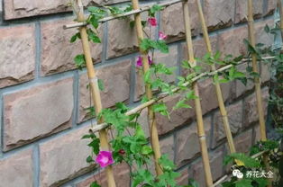 适合种植的植物特征