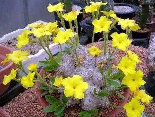 浇水技巧，这些你肯定不知道！