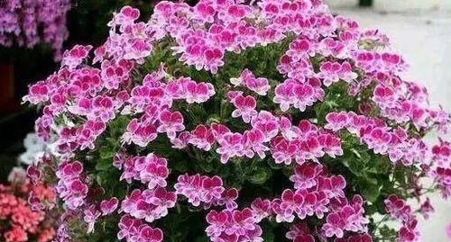 避坑指南：种花不翻车