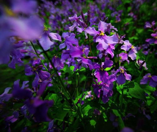 春天的盛宴：春季开花种类大盘点