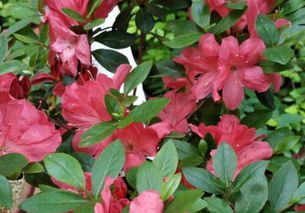 从播种到开花的时间