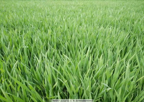 春季种植，柴胡生长的黄金时期