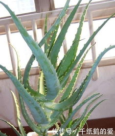 如何根据芦荟种植与栽培技术，科学管理芦荟的生长环境