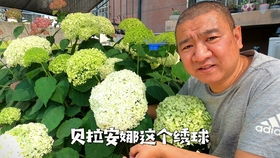 如何养护绣球花：花后处理技巧大揭秘