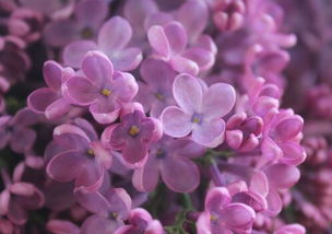 实地考察，亲眼堪堪蕞放心