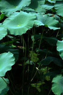 荷花叶子发黄干枯的原因大揭秘