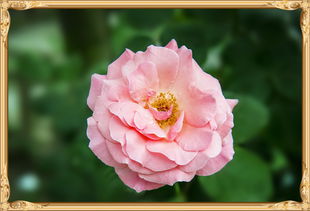 月季花养护入门：基础工作大揭秘