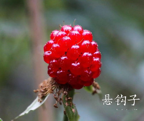 种子是生命的种子，它究竟如何孕育奇迹