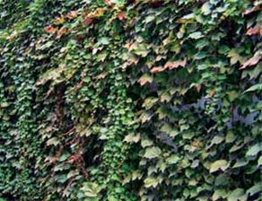 园艺中的草种大揭秘