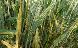 1. 抑制作物生长