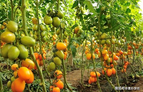 一、枣树裂果烂叶，愁坏种植户？试试这方法！