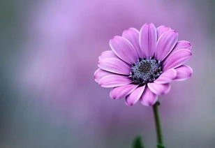 快速成长秘诀：掌握关键技巧，让花卉茁壮成长！