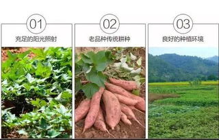 多菌灵在花卉中的应用