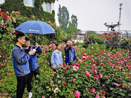 南阳月季， 一片情深