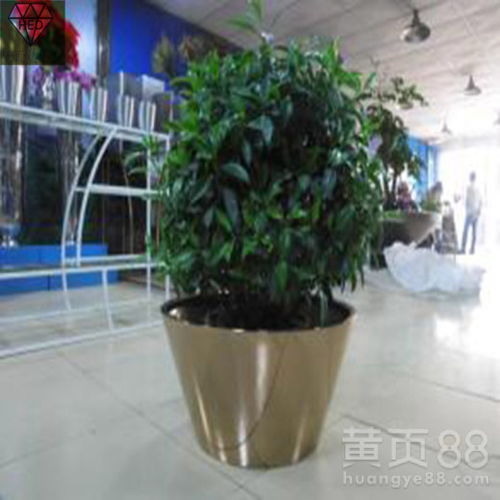 仙人掌：耐旱小霸王，盆中展英姿