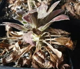多肉植物受伤了如何急救处理