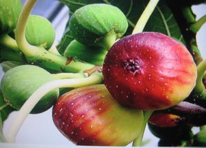 无花果的甜蜜小秘密