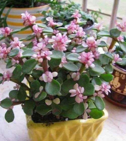“雅乐之舞花期及开花次数，爆款花卉揭秘”