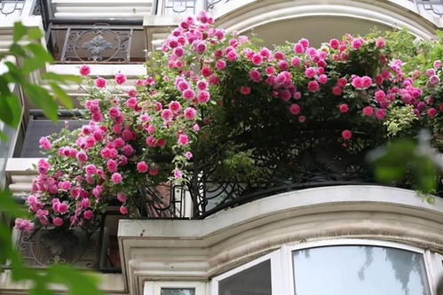 我滴个神呀， 阳台也嫩种出花瀑布