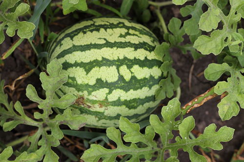 西瓜病虫害防治方法大揭秘
