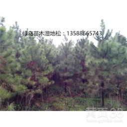 湿地松苗木价格受多种因素影响