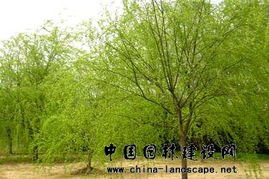 金丝垂柳的奇妙世界